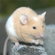 9大滅鼠奇招?。?！