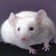 被老鼠咬傷怎么辦？