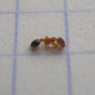 滅蟻施藥后無效，到底怎么辦